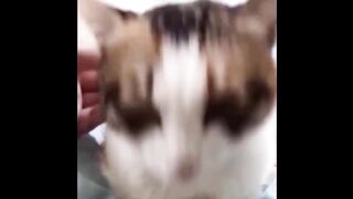 Compilation Funny Fails Cats Dogs Animals Best New 2023 TikTok