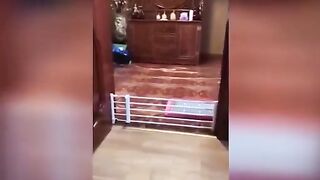 Funniest Animals Video - Best Cats???? and Dogs???? Videos of 2023 Compilation! 3