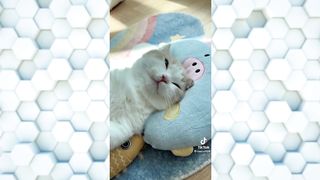 Cute Tiktok Cats - Compilation 1#