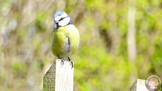Birds are Nature's Best Singer. Bird's Natural Sounds Harmony Peaceful Relax Ambienc