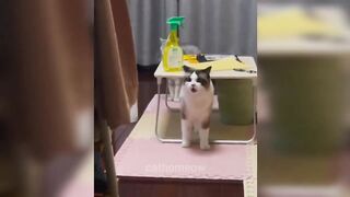 Cute And Funny Cats Videos Compilation 2023 ???? Makes you laugh ???? #39