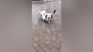 Funny Animals Video | Dogs and Cats Compilation #funnycats #funnydogs