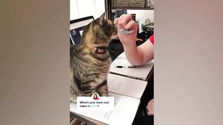Cats and Dogs 2023 / Funniest Animals Video