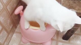 funny cats videos #funny #cat #catlover #meow #compilation