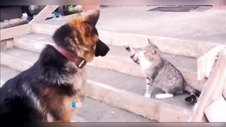 Angry Cats VS Cats and Dogs Funny Compilation 2023!!!