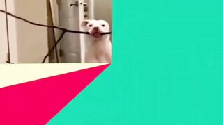 Best Funniest Cat And Dog ???????? Videos 2023 ???????? | Funny Cats And Dogs Compilation Part-9