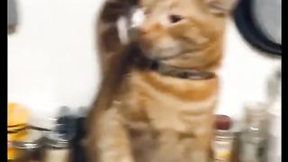 Cats Doing Funny Things Tiktok Compilation | Cutest Cats of TikTok | Kittens