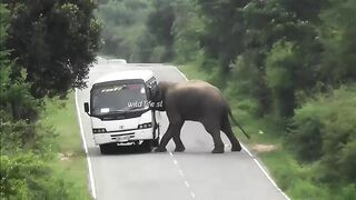 The Trail of the Elephant ????