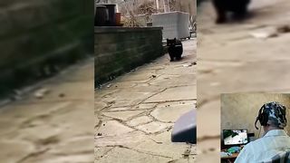 Compilation Funny Cats Dogs Animals Fails Best New 2023 Tiktok