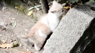 Aww so cute cat???? videos#2023 funniest cat compilation videos#2023 #cute #catlover #cat