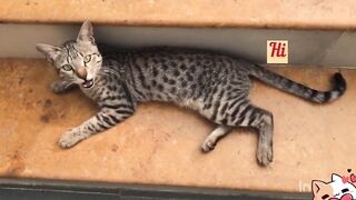 New funniest cats video compilation series part2 ???? cat asking food #cat #funny #catlover #stories