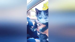#21 KITTEN compilation - Cats of the week
