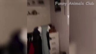 Funny Cats and Dogs Videos ???? - Funniest Animal Videos 2023! ???? #2