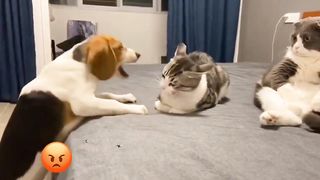 Funniest Cats and Dogs 2023 ???????? funny compilation #65
