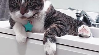Adorable Cat Friends ???? Best of Cats Video Compilation ❤️️???? 2
