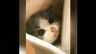 FUNNY CATS COMPILATION 2023????| Cute And Lovely Cat Videos 2023????