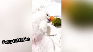 Funny Cats and Cute Animal Moments Video Compilation 2023