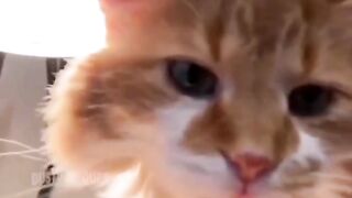 Compilation Funny Fail Dog Cats Best New 2023 TikTok Animals