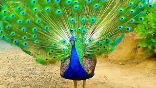Animal 6