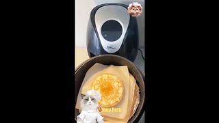 Cats make food 2023 "That Little Puff" Tiktok Compilation #18