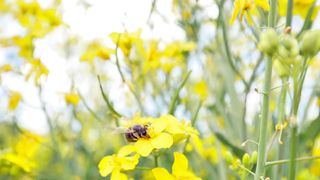 The bee and flowers