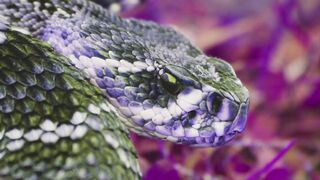 Mother Sacrifices for Daughter: Snake Bite"
