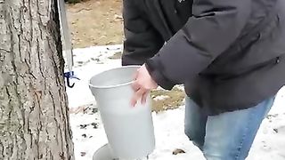 SIROP D'ÉRABLE
