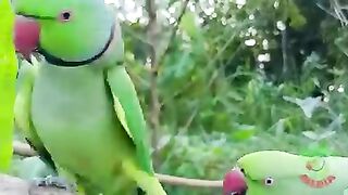Ring neck Parrot Videos Compilation