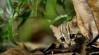 World's smallest cat