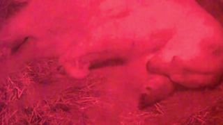 polar bear
