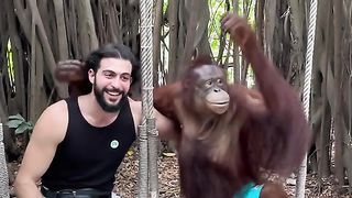 How to get gorilla ????