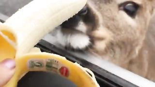 Deer Walk up to car Window to eat banana