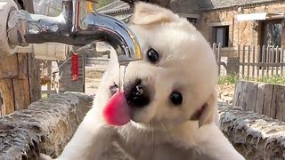 Cute Puppy 3