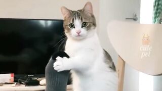 Naughty Cat 3
