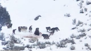 Gruesome bear attack compilation