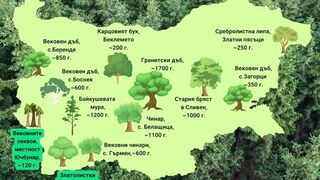 НАЙ- СТАРИТЕ ДЪРВЕТА В БЪЛГАРИЯ
