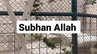 Ya nabi salamalika|famous naat