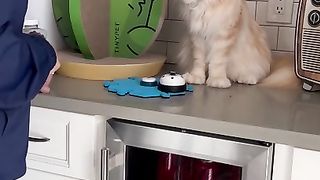 wow talented Cat