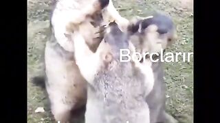 Суслики
