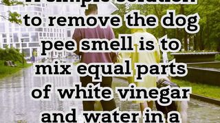 How To Remove the Dog Pee Smell.