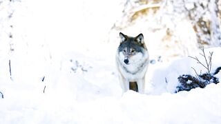 The Wolf