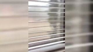 Funny moment with animals