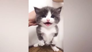 Animaux les plus drôles 2023 ???? Meilleurs chats et chiens drôles ???????? 2