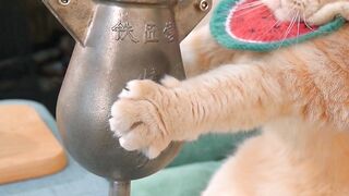 Cute cat ???????????? 2