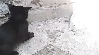Cat and rabbit baby