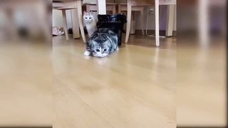 Baby Cats - Cute and Funny Cat Videos Compilation 3