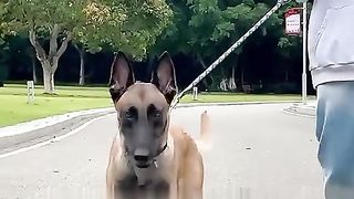 Bouteille d’eau portable pour animaux de compagnie en extérieur