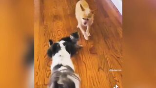 Funny videos 44