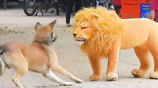 videos to distract your kids-funny animals that will make you laugh 5