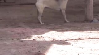videos to distract your kids-funny animals that will make you laugh 6